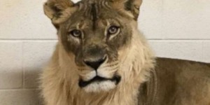 Etats-Unis : Bridget, la lionne africaine rendue célèbre par sa crinière, est morte