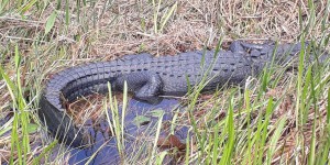 Floride : à la rencontre des alligators dans les Everglades