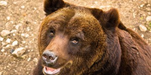 Italie : un ours meurt pendant une opération dans un parc