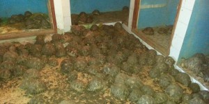 Madagascar : saisie de 10 000 tortues radiées, une espèce protégée