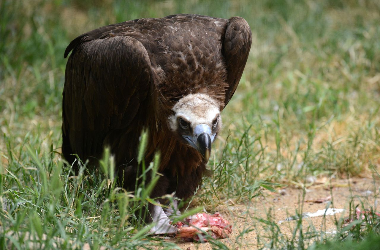 Pays basque : face aux attaques de vautours, des éleveurs demandent un charnier