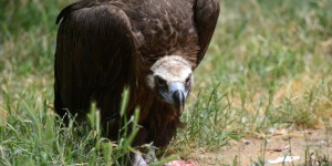 Pays basque : face aux attaques de vautours, des éleveurs demandent un charnier