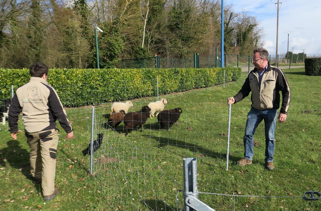 Seine-et-Marne : Ecomouton remplace les tondeuses par des animaux