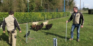 Seine-et-Marne : Ecomouton remplace les tondeuses par des animaux