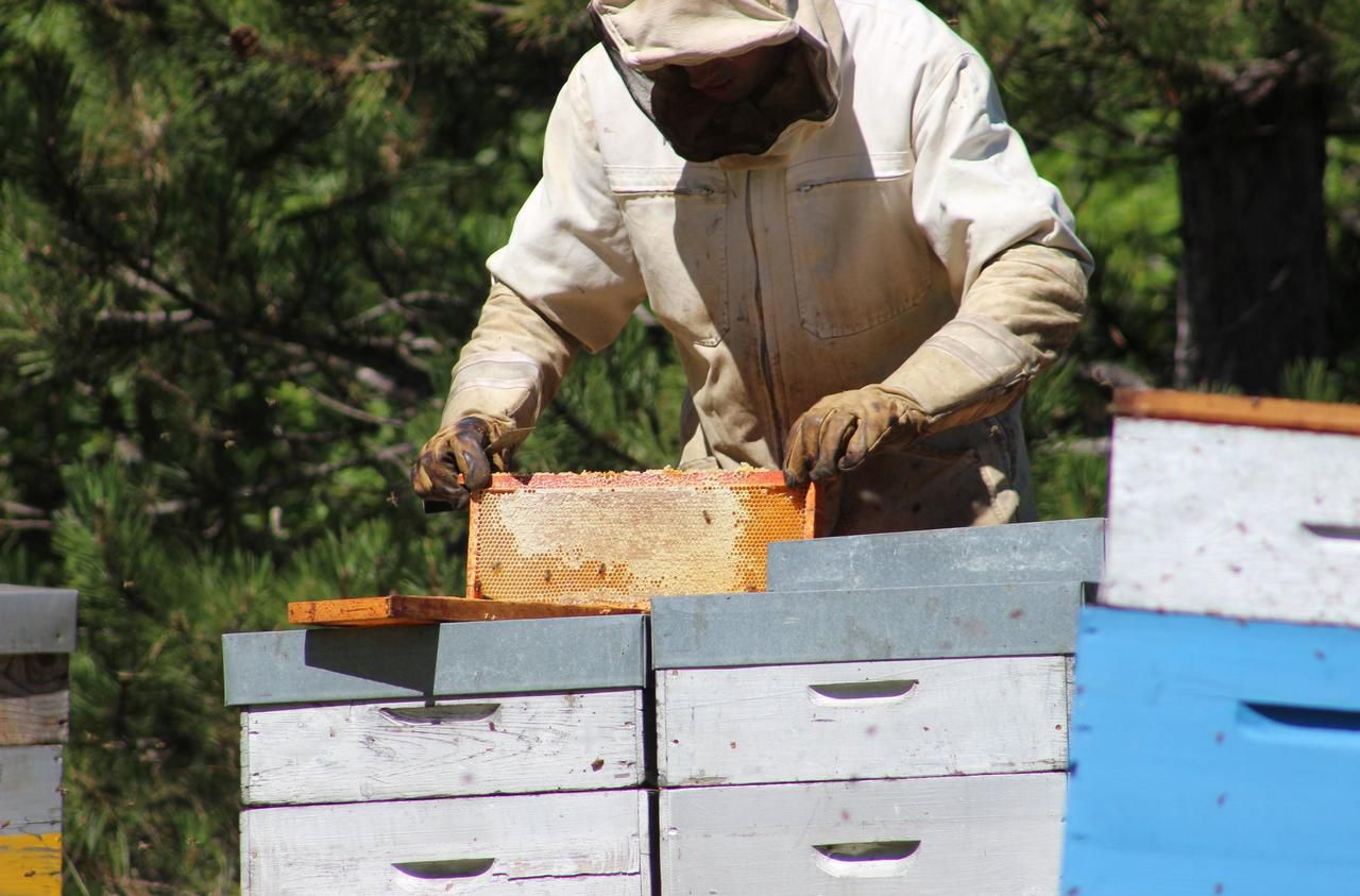 Une cagnotte lancée après la mort de 2 millions d’abeilles en Haute-Garonne