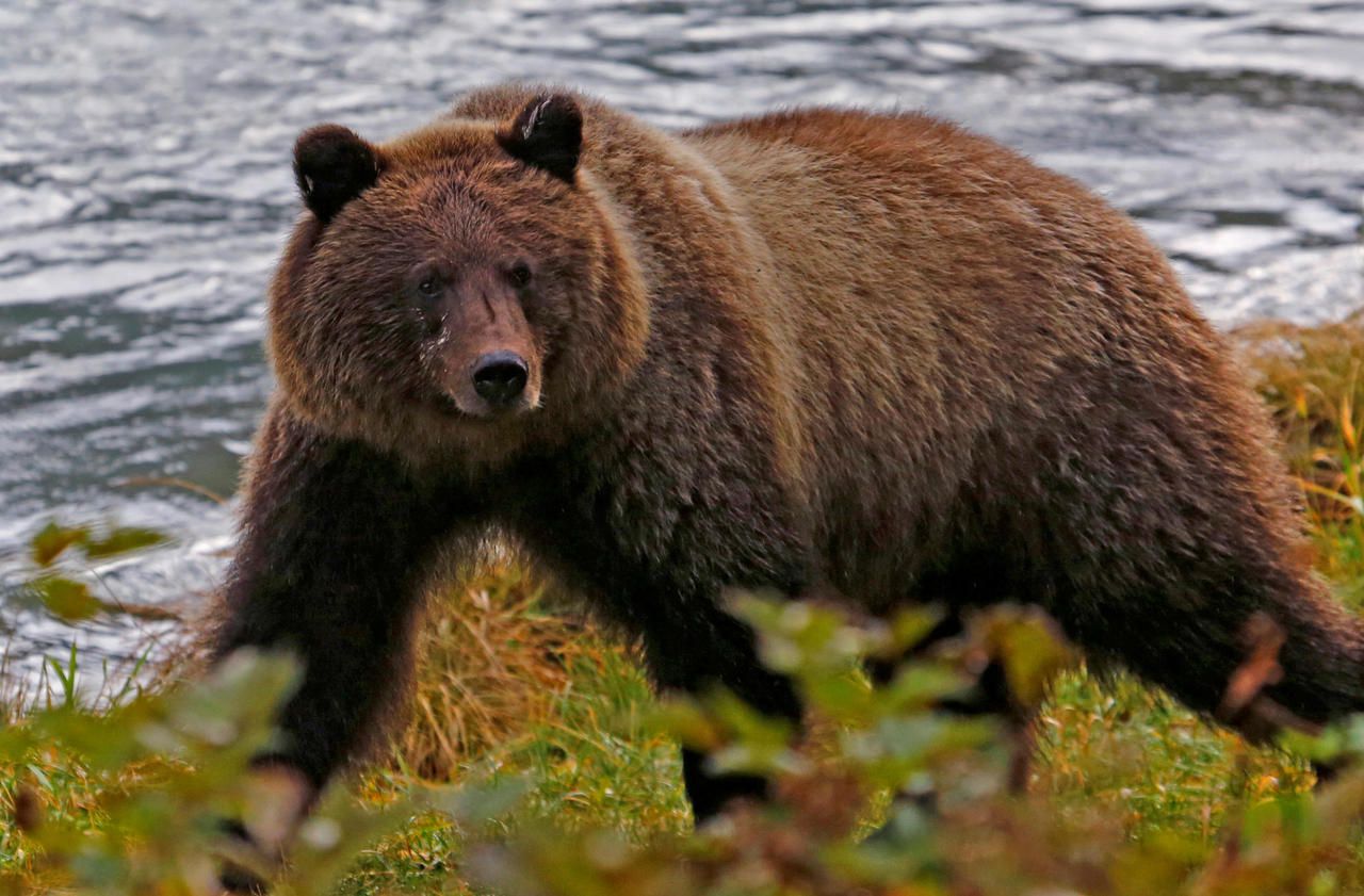 Etats-Unis : grâce à Trump, bacon et donut bientôt autorisés pour chasser l’ours en Alaska