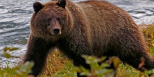Etats-Unis : grâce à Trump, bacon et donut bientôt autorisés pour chasser l’ours en Alaska