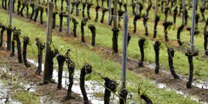 Orages : gros dégâts dans le vignoble bordelais et charentais