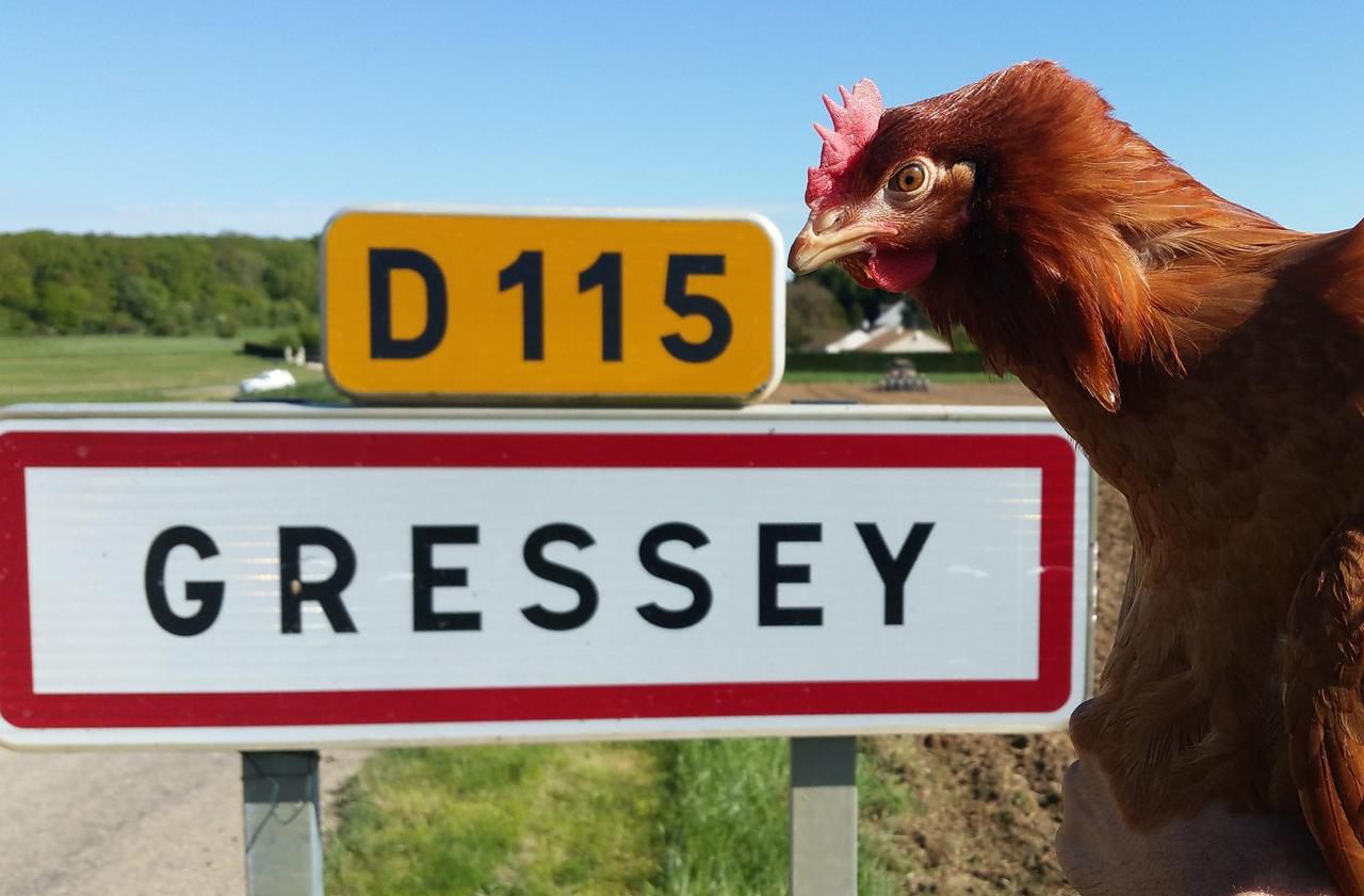 Yvelines : l’arrivée de 40 000 poules inquiète les habitants de Gressey