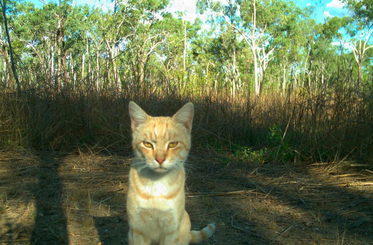 Australie : les chats errants tuent un million de reptiles par jour