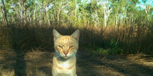Australie : les chats errants tuent un million de reptiles par jour