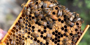 Le bizzzness des reines d’abeilles