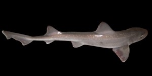 Bretagne : au moins 450 requins retrouvés morts dans un filet de pêche