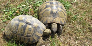 Corse : des tortues freinent le projet du nouvel hôpital d’Ajaccio