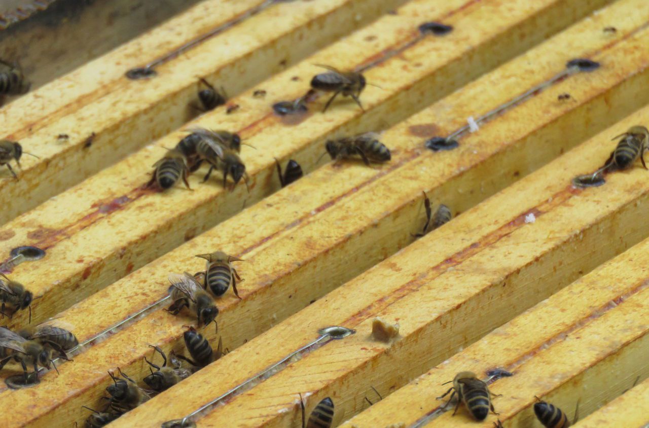Glyphosate dans du miel : des apiculteurs portent plainte contre Monsanto