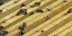 Glyphosate dans du miel : des apiculteurs portent plainte contre Monsanto