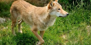 Les loups, en pleine expansion, sont environ 430 en France