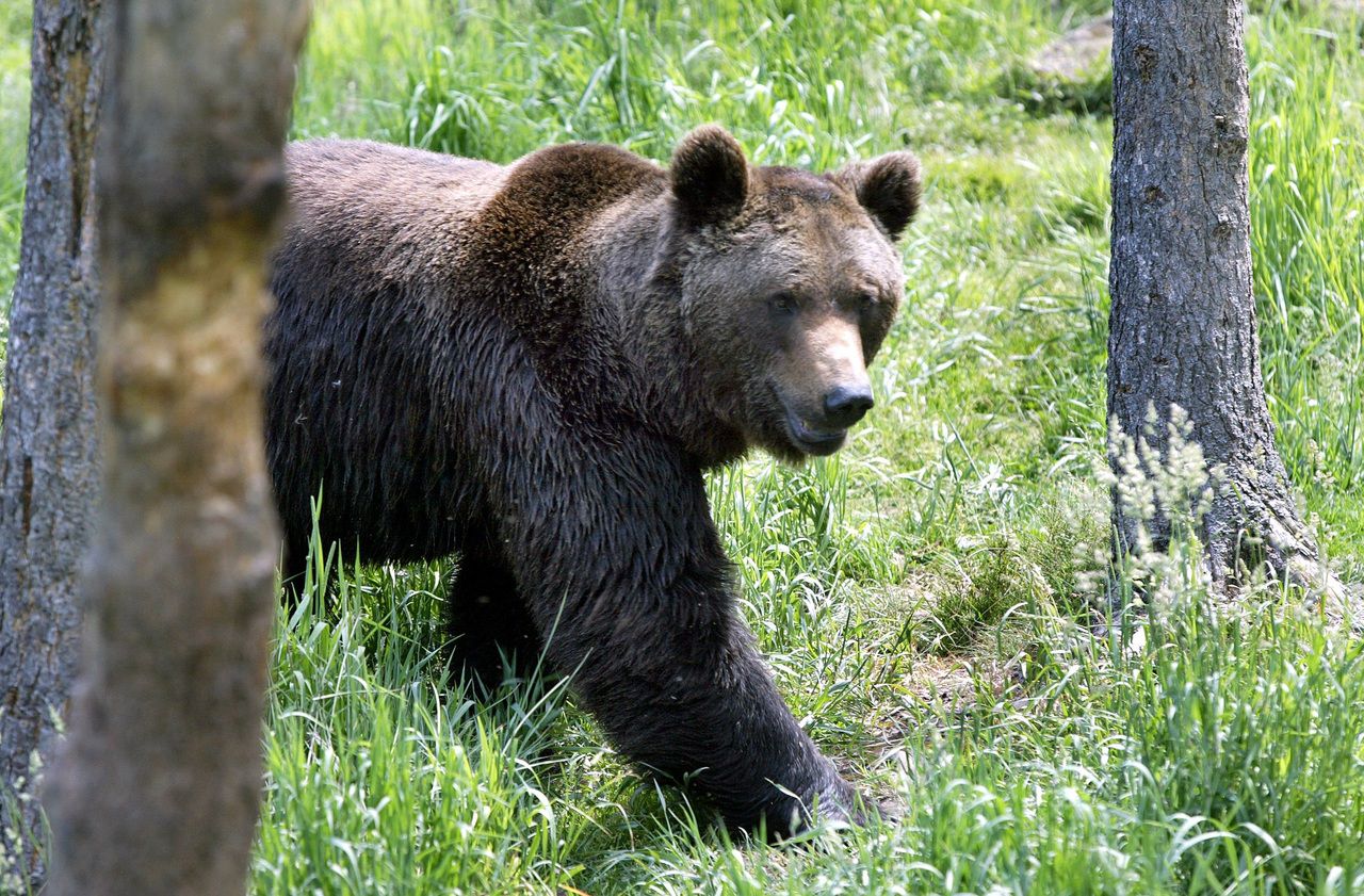 L’ourse fonce sur deux randonneurs