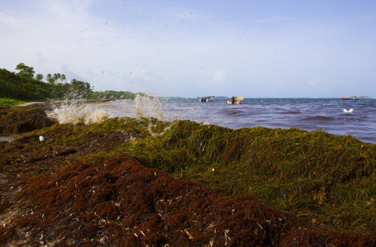 Mystère des sargasses : pourquoi les plages antillaises se couvrent-elles d’algues ?