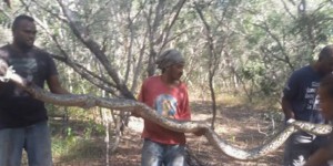 Nouvelle-Calédonie : découverte rare d’un python de 4 mètres dans la forêt