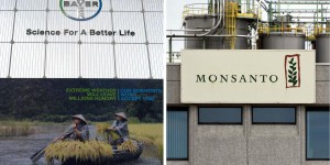 Pesticides : «Monsanto» disparaît, pas ses produits