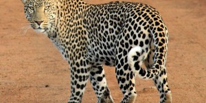 Sri Lanka : deux hommes arrêtés pour avoir tué un léopard