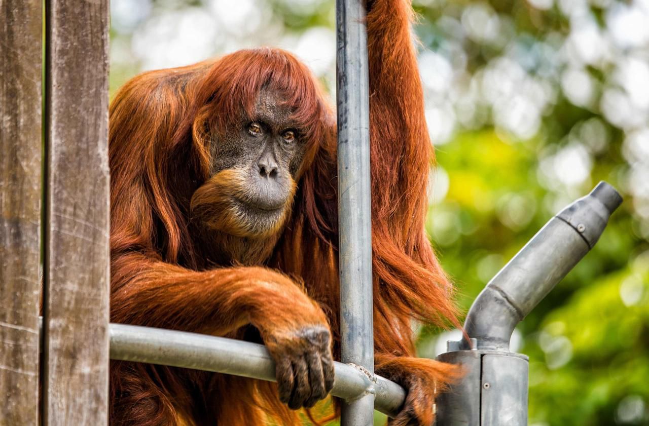 Le plus vieil orang-outang au monde euthanasié dans un zoo australien