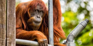 Le plus vieil orang-outang au monde euthanasié dans un zoo australien