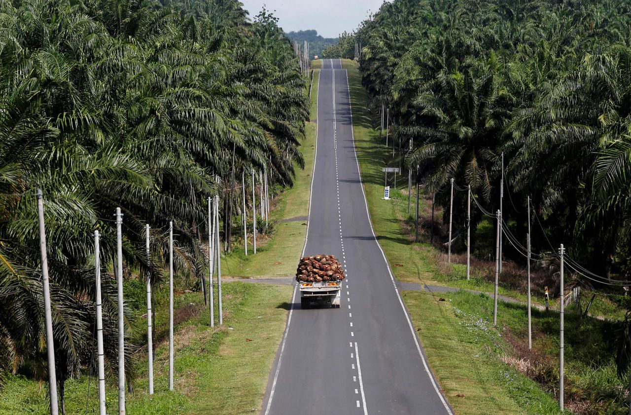 Les agriculteurs dénoncent l’«explosion» de la part de l’huile de palme dans l’essence
