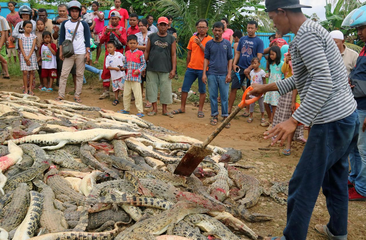 Indonésie : près de 300 crocodiles massacrés par une foule en colère