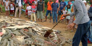 Indonésie : près de 300 crocodiles massacrés par une foule en colère