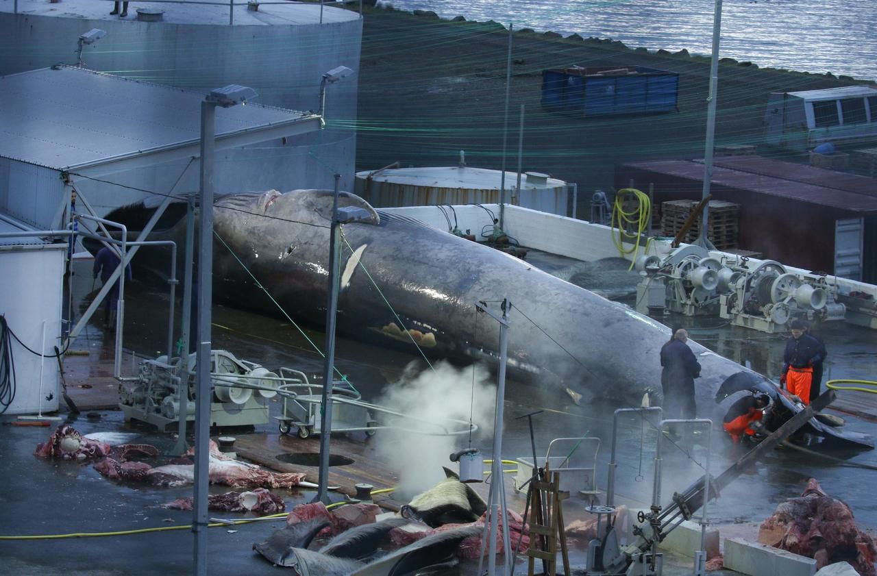 Islande  : polémique après le harponnage d’une baleine