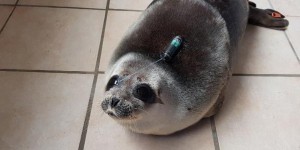 Un phoque polaire relâché en Bretagne a parcouru 2 000 km en vingt jours