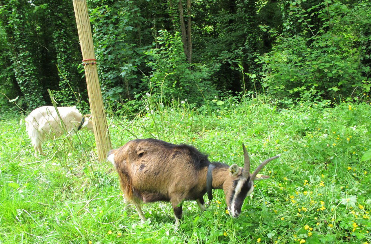 La start-up Hostabee lance le GPS pour chèvres