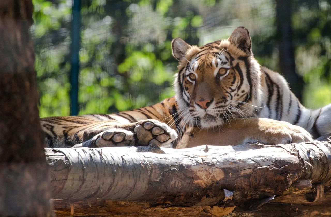 Auvergne : qui veut financer le bassin pour les tigres de Sibérie ?