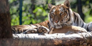 Auvergne : qui veut financer le bassin pour les tigres de Sibérie ?