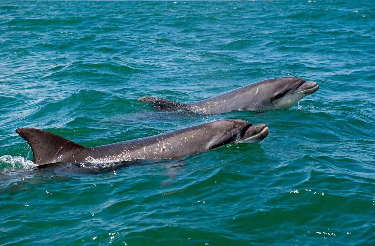 Bretagne : vigilance accrue autour des grands dauphins