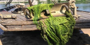 Chaleur : des algues vertes découvertes dans la Loire