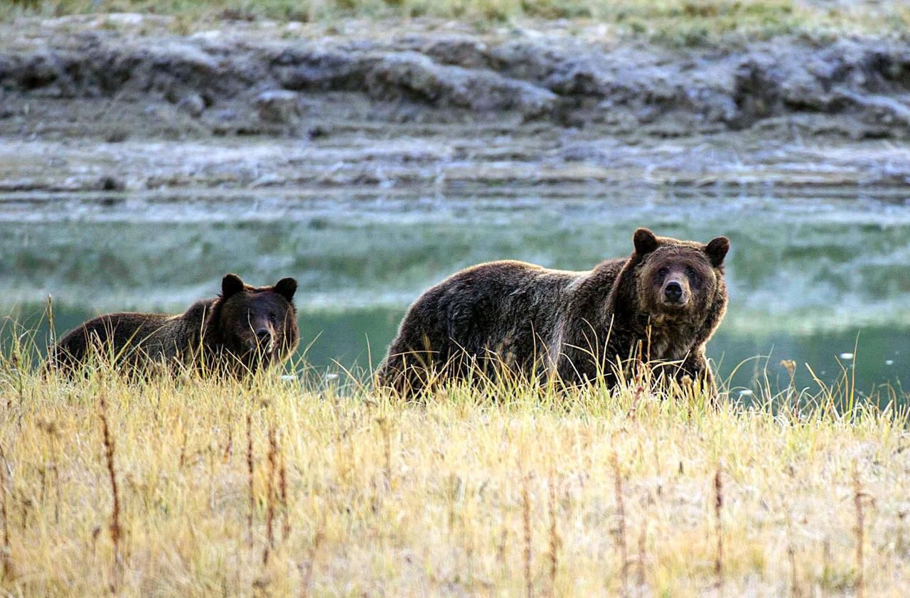 Etats-Unis : bataille politique autour de la chasse au grizzli