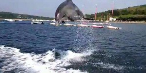 Finistère : un dauphin en rut sème la panique à Landévennec