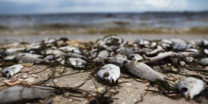 Floride : une «marée rouge» décime la faune aquatique