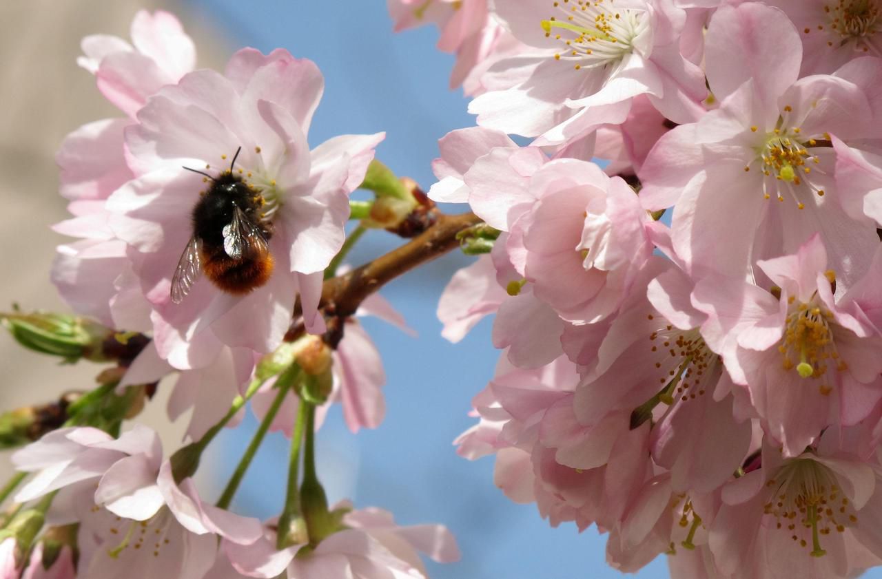 Interdiction des néonicotinoïdes : les abeilles sont-elles vraiment sauvées ?