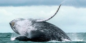 Japon : la chasse aux baleines continue malgré les polémiques