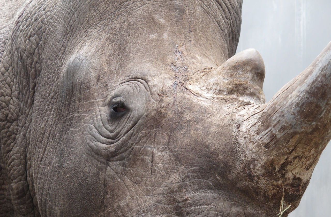 Kenya : onze rhinocéros noirs meurent après le transfert qui devait les sauver