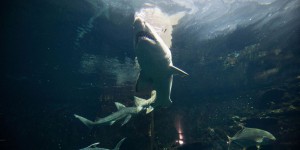 Méditerranée : «La présence de requins ne veut pas dire qu’on court des risques»