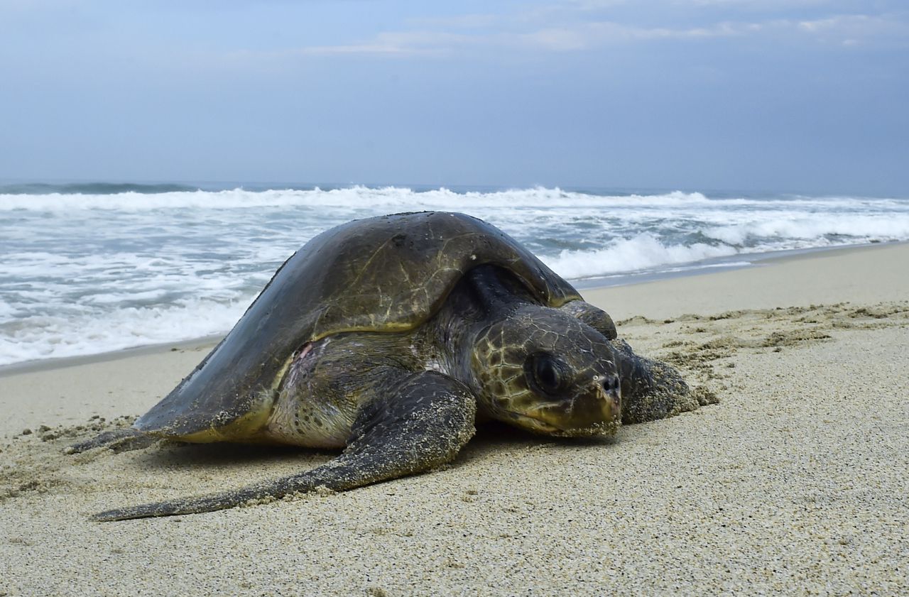 Mexique : 122 tortues marines en voie d’extinction retrouvées mortes