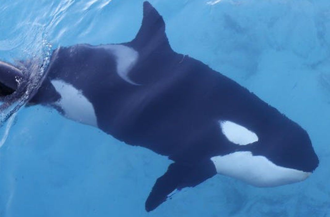 Une orque porte son bébé mort sur son dos pendant deux semaines