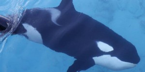 Une orque porte son bébé mort sur son dos pendant deux semaines