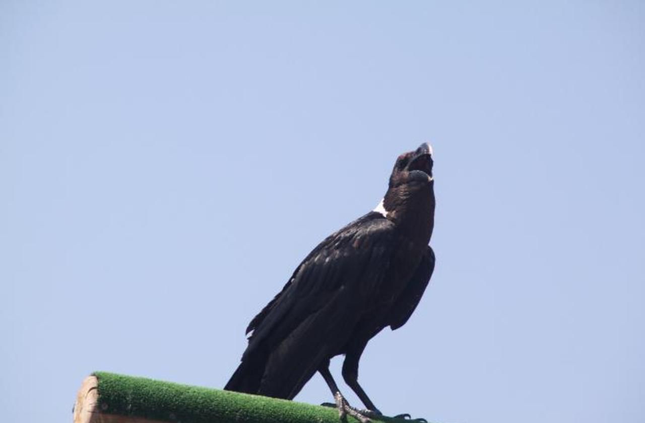 Puy du fou : des corbeaux dressés pour… ramasser les mégots !