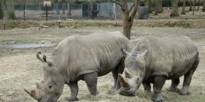 Saisie record de cornes de rhinocéros en Malaisie